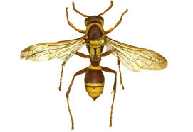 Attēlu rezultāti vaicājumam “Vespidae”