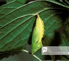 Attēlu rezultāti vaicājumam “Nymphalis pupa”