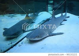 Image result for Triaenodon obesus