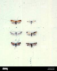 Attēlu rezultāti vaicājumam “Tischeria complanella larva”