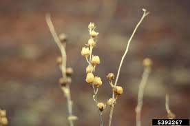 Attēlu rezultāti vaicājumam “Linaria loeselii bud”