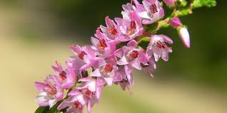 Attēlu rezultāti vaicājumam “Calluna vulgaris flower”