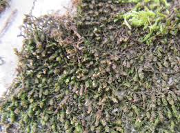 Attēlu rezultāti vaicājumam “Frullania dilatata”