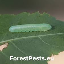 Attēlu rezultāti vaicājumam “Eriocampa ovata larva”