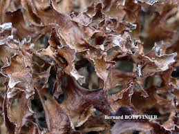 Attēlu rezultāti vaicājumam “Cetraria ericetorum”