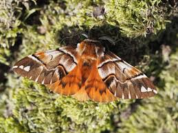 Attēlu rezultāti vaicājumam “Endromis versicolora”