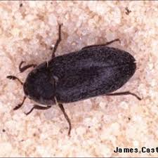 Attēlu rezultāti vaicājumam “Dermestidae”