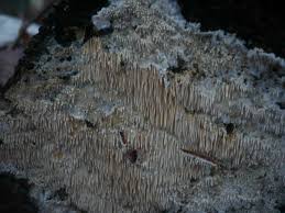 Attēlu rezultāti vaicājumam “Dentipellis fragilis”