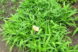 Attēlu rezultāti vaicājumam “Carex chordorhiza”