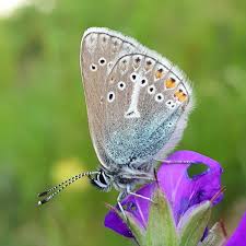 Attēlu rezultāti vaicājumam “Eumedonia eumedon male”