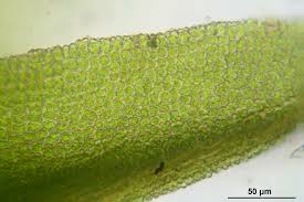 Attēlu rezultāti vaicājumam “Barbula convoluta”