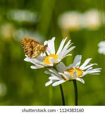 Attēlu rezultāti vaicājumam “Brenthis ino upperside”