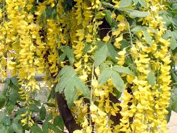 Attēlu rezultāti vaicājumam “Laburnum anagyroides flower”