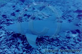 Image result for Negaprion acutidens