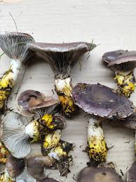 Attēlu rezultāti vaicājumam “Gomphidius glutinosus”