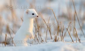 Attēlu rezultāti vaicājumam “Mustela erminea”