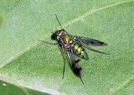 Attēlu rezultāti vaicājumam “Dolichopodidae”