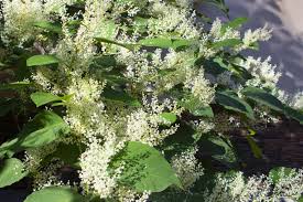 Attēlu rezultāti vaicājumam “Reynoutria japonica”