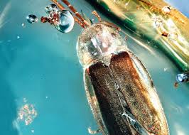 Attēlu rezultāti vaicājumam “Lampyridae”