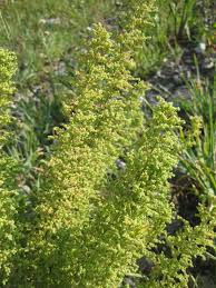 Image result for Chenopodium botrys