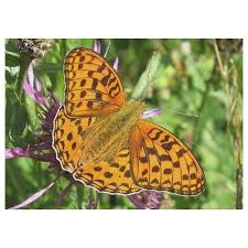 Attēlu rezultāti vaicājumam “Argynnis adippe”
