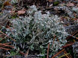 Attēlu rezultāti vaicājumam “Cladonia phyllophora”