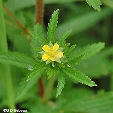 Attēlu rezultāti vaicājumam “Potentilla norvegica leaf”