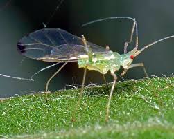 Attēlu rezultāti vaicājumam “Drepanosiphum platanoidis”