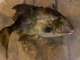 Image result for Balistes capriscus