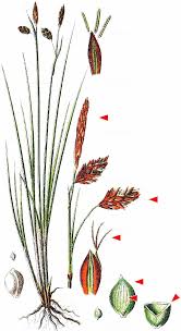 Attēlu rezultāti vaicājumam “Carex limosa”