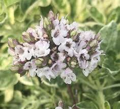 Attēlu rezultāti vaicājumam “Origanum vulgare flower”