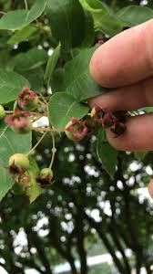 Attēlu rezultāti vaicājumam “Amelanchier spicata fruit”