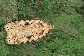 Attēlu rezultāti vaicājumam “Agonopterix aranella”