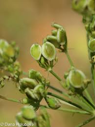 Attēlu rezultāti vaicājumam “Peucedanum oreoselinum flower”