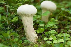 Attēlu rezultāti vaicājumam “Calvatia excipuliformis”