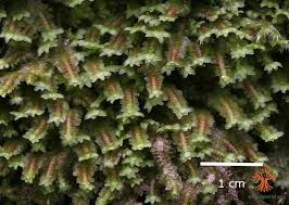 Attēlu rezultāti vaicājumam “Diplophyllum albicans”