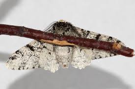 Attēlu rezultāti vaicājumam “Biston betularia”