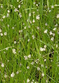 Attēlu rezultāti vaicājumam “Eleocharis palustris flower”