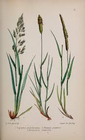 Attēlu rezultāti vaicājumam “Gramineae”