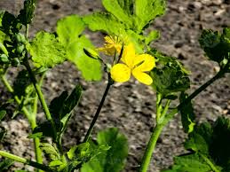 Attēlu rezultāti vaicājumam “Chelidonium majus bud”