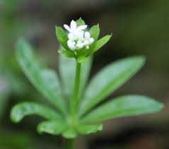 Attēlu rezultāti vaicājumam “Galium odoratum bud”