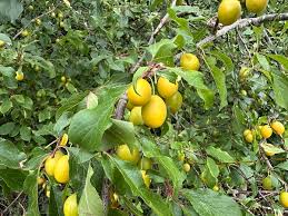 Attēlu rezultāti vaicājumam “Oxalis acetosella fruit”