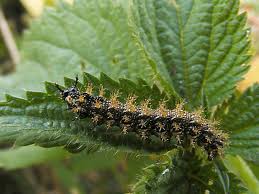 Attēlu rezultāti vaicājumam “Araschnia levana larva”