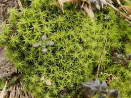 Attēlu rezultāti vaicājumam “Dicranum polysetum sporophyte”
