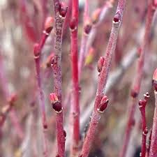Attēlu rezultāti vaicājumam “Salix purpurea”