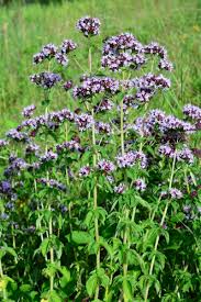 Image result for Majoran