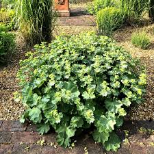 Image result for Alchemilla mollis