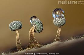 Attēlu rezultāti vaicājumam “Physarum daamsii spores”