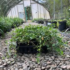 Attēlu rezultāti vaicājumam “Vinca minor leaf”