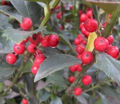 Attēlu rezultāti vaicājumam “Ilex x meserveae”